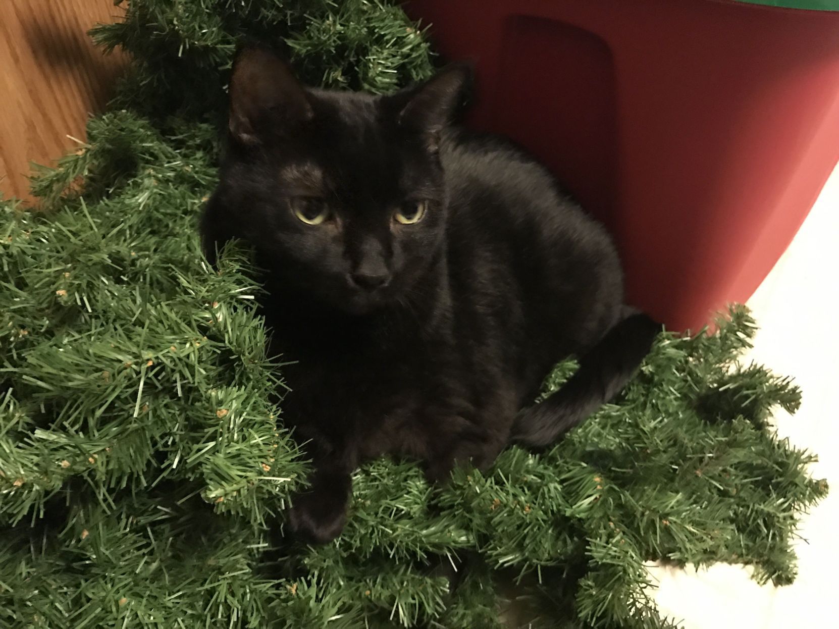 The Times Cutest Pets of Winter 2018